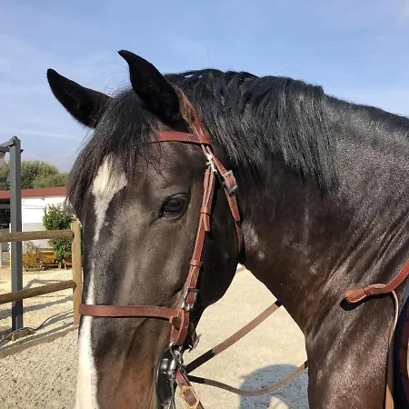 بيت للعطل Sleeps 8 With Pool & Horses *