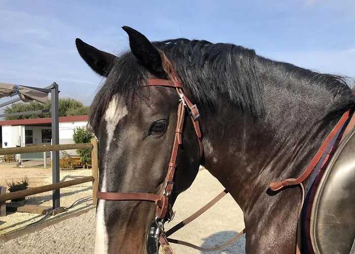 Дом отдыха Sleeps 8 With Pool & Horses *