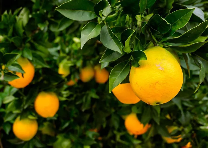 Sleeps 8 With Pool & Horses * Алкобаса